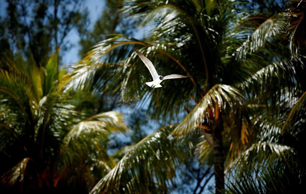 Warwick Paradise Island Bahamas (Adults Only) Nassau Exterior foto